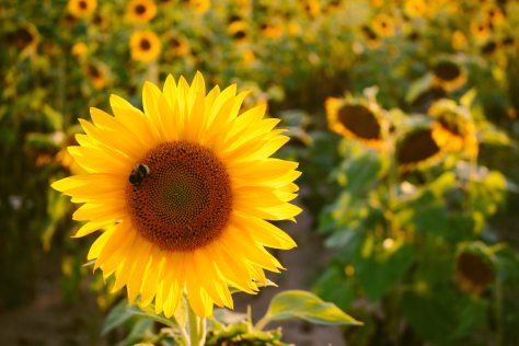 selective-focus-photo-of-yellow-sunflower-878560.jpg